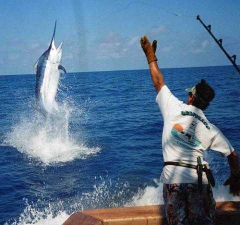 Pesca de la aguja
