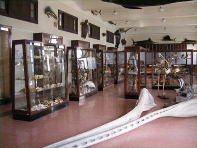 Museo felipe Poey