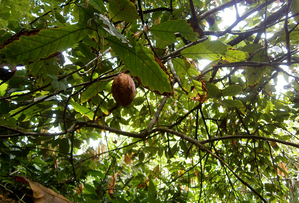 Baracoa 08