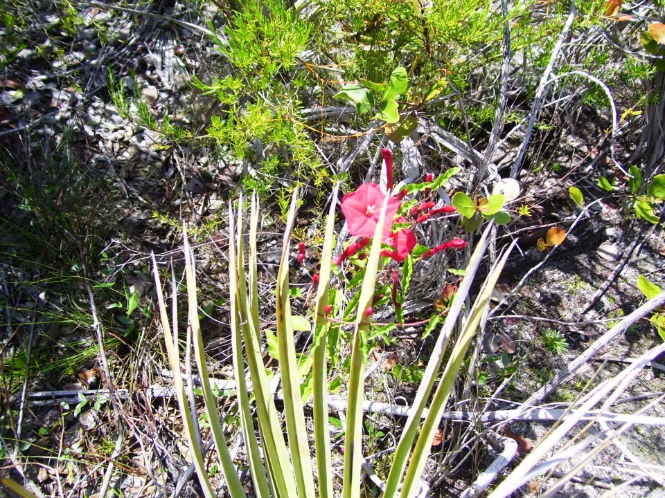 Orquídeas de manglar