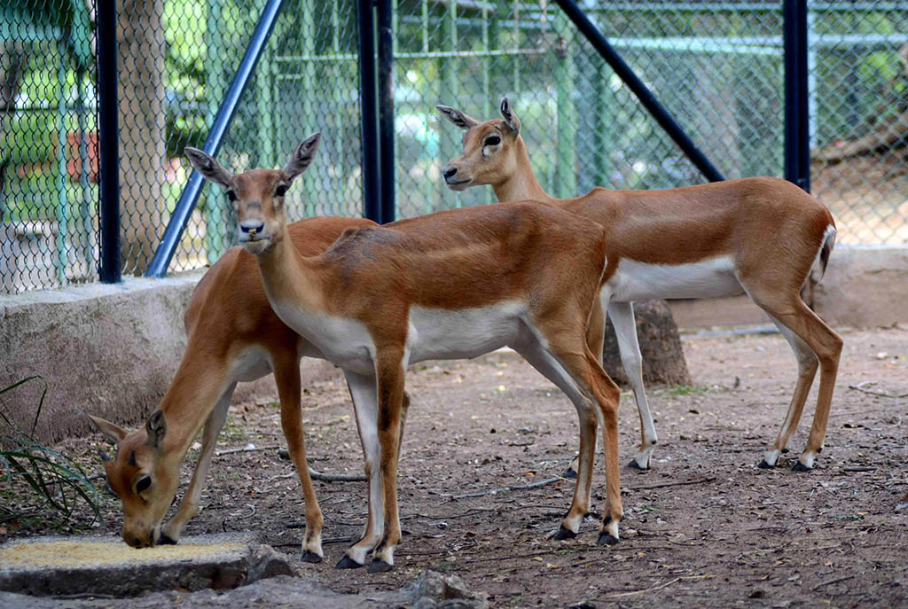 Nuevas especies en zoológico en Camagüey