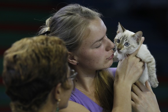 Día de los gatos en La Habana