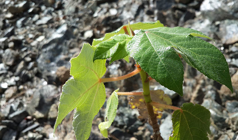 Plantas cubanas, naturaleza