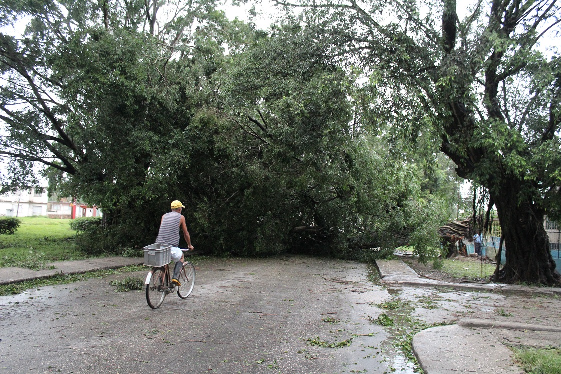 Los vientos de tormenta tropical del huracán Irma que azotaron durante toda la noche y madrugada, el sureste de la capital, provocaron la caída de árboles y del tendido eléctrico en algunas zonas del municipio de Cotorro, en la Habana, Cuba, el 10 de sept Los vientos de tormenta tropical del huracán Irma que azotaron durante toda la noche y madrugada, el sureste de la capital, provocaron la caída de árboles y del tendido eléctrico en algunas zonas del municipio de Cotorro, en la Habana, Cuba, el 10 de sept