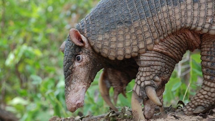 Armadillo gigante