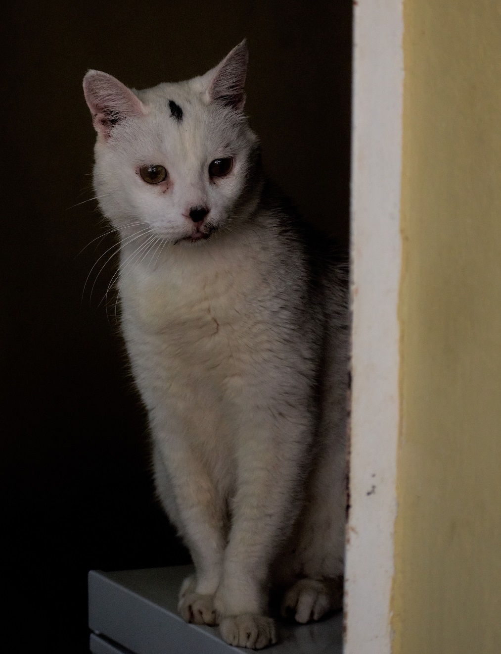 En Cuba también existen varios proyectos como el CEDA y el BAC que promueven el cuidado por los animales y articulan grupos de rescate.