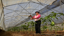 Agricultura de Cuba - siembra de ají