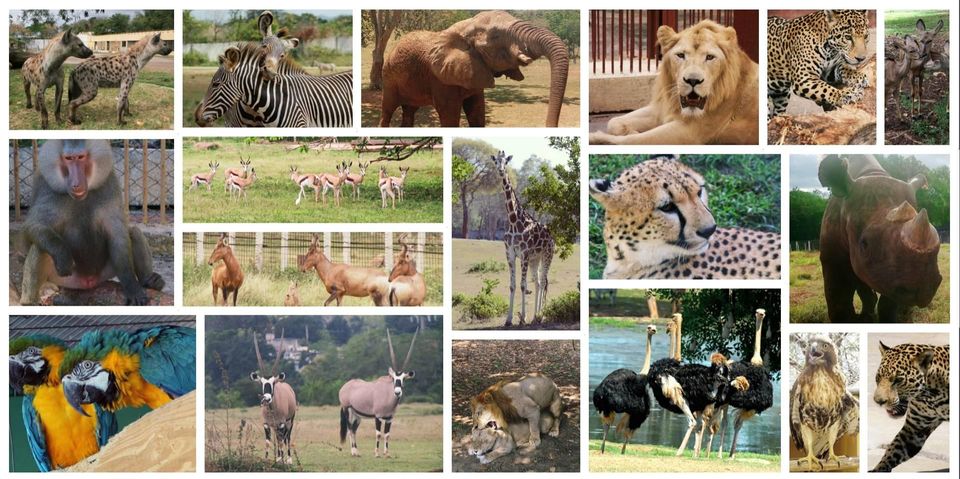 Parque zoologico nacional de cuba collage