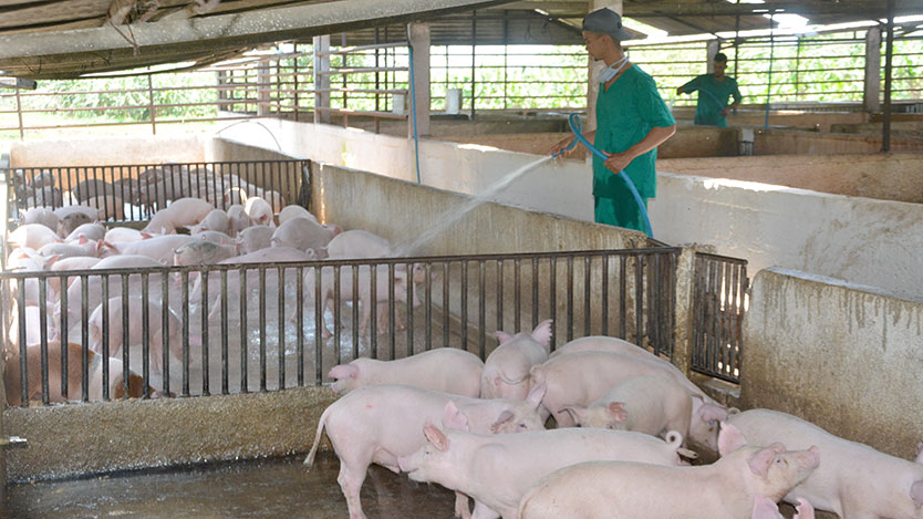 Producción porcina Cuba 