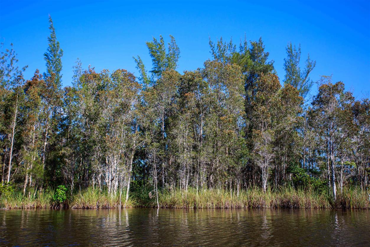 Melaleuca quinquenervia