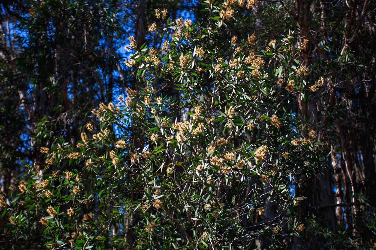 Melaleuca quinquenervia