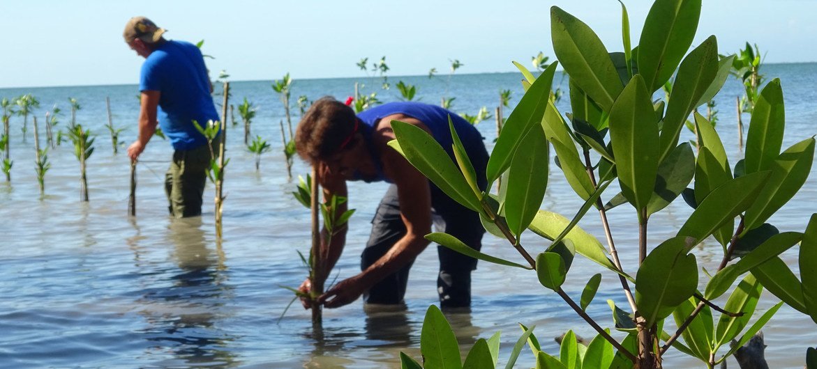 Medio ambiente en Cuba 