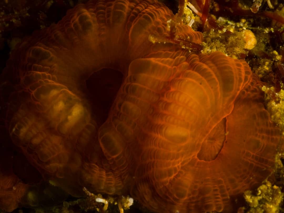 Fondos marinos de la Ciénaga de Zapata