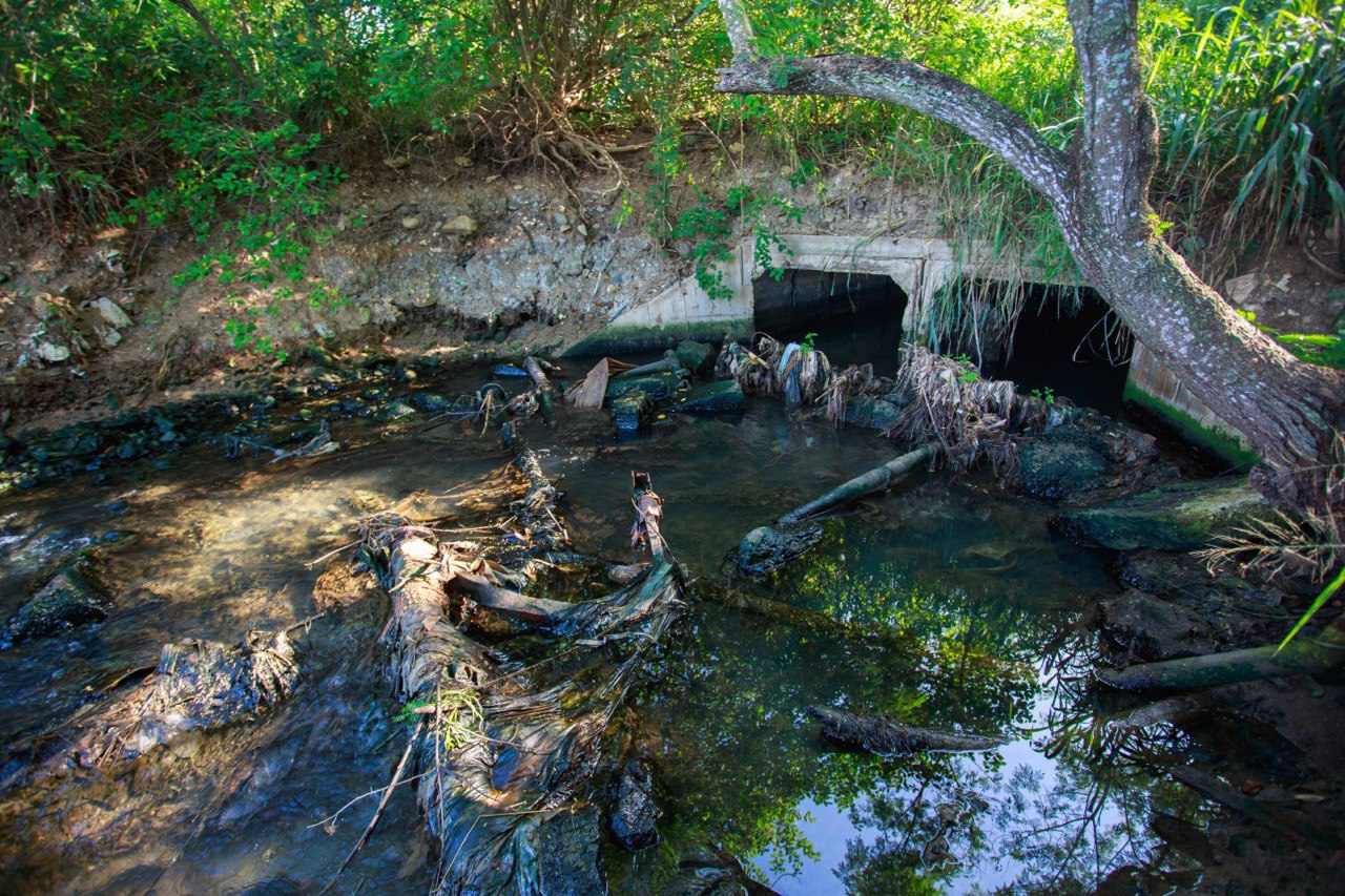 Ecosistema de manglar