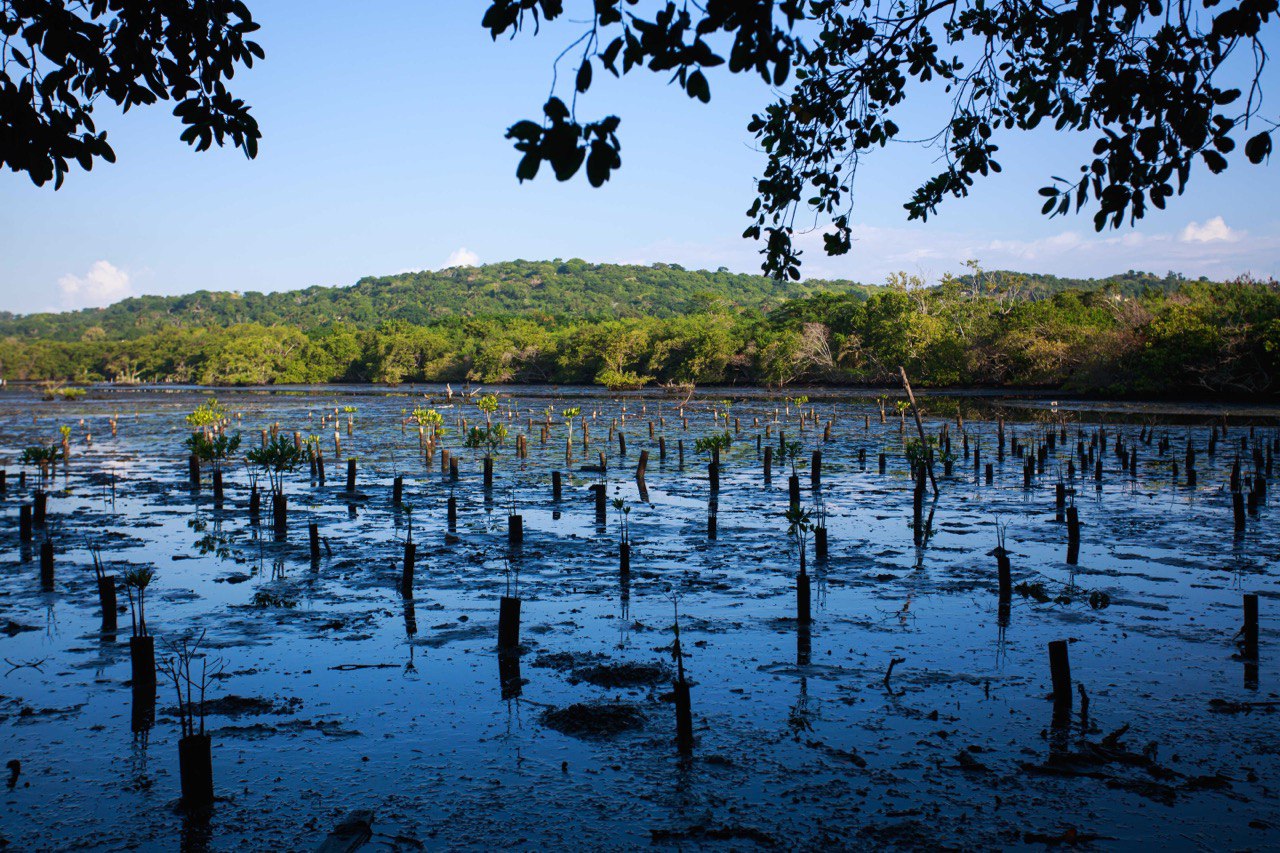 Ecosistema de manglar