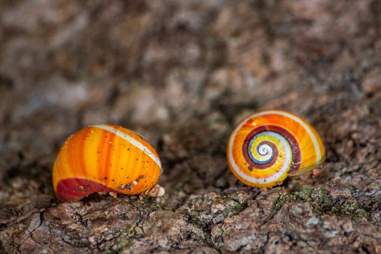 Polymita picta