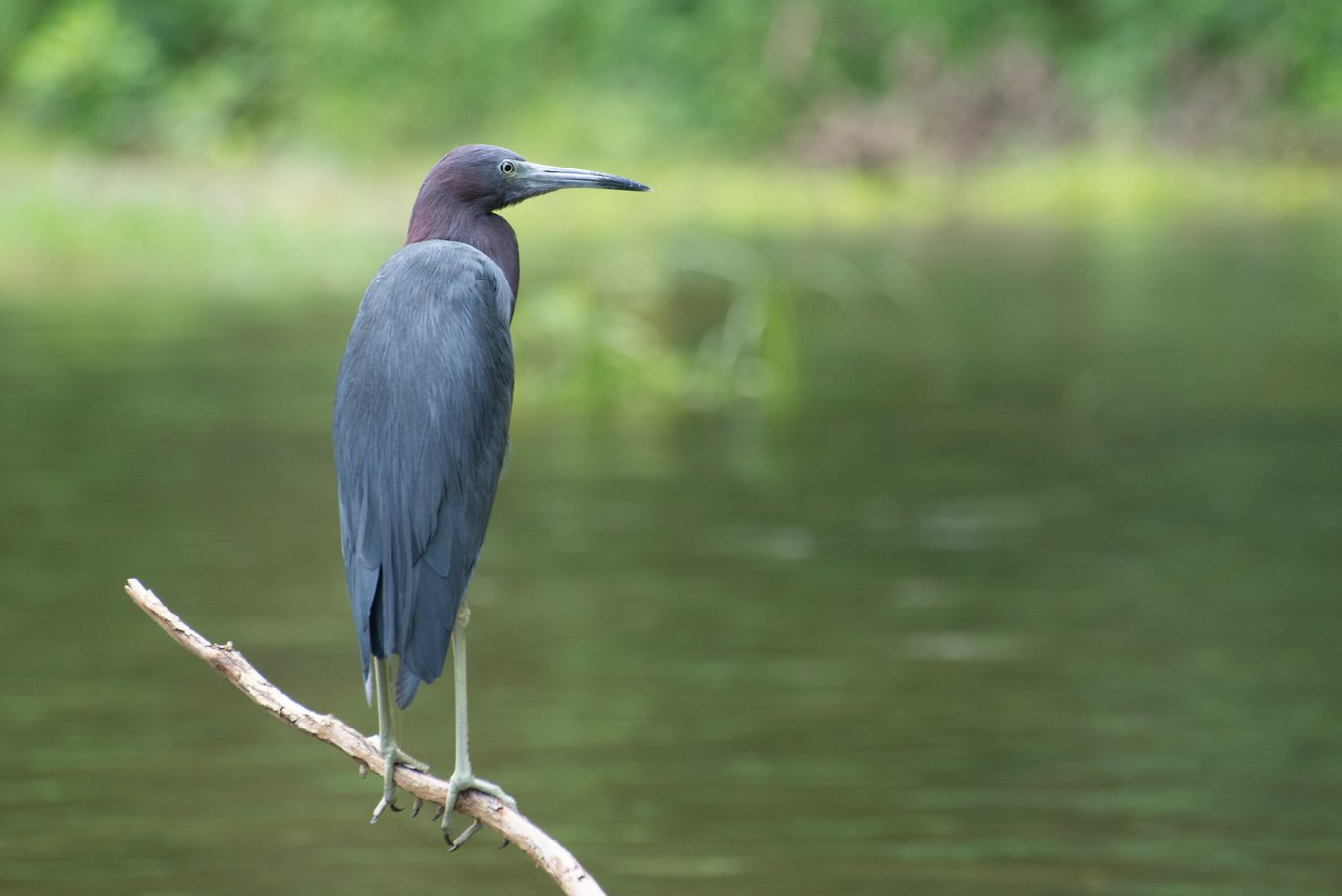 Garza azul