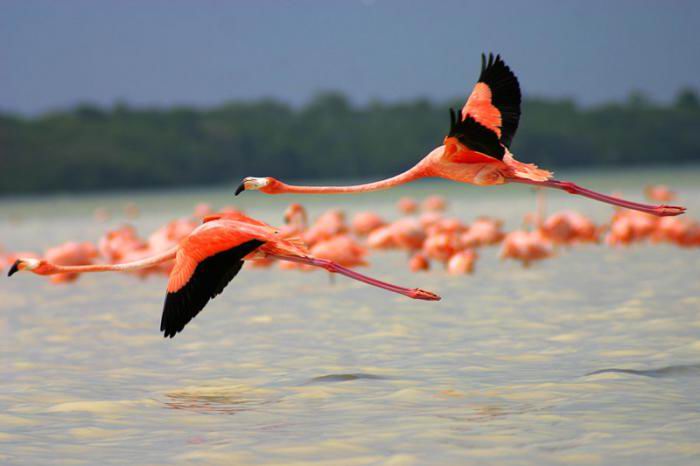 Flamenco Rosado