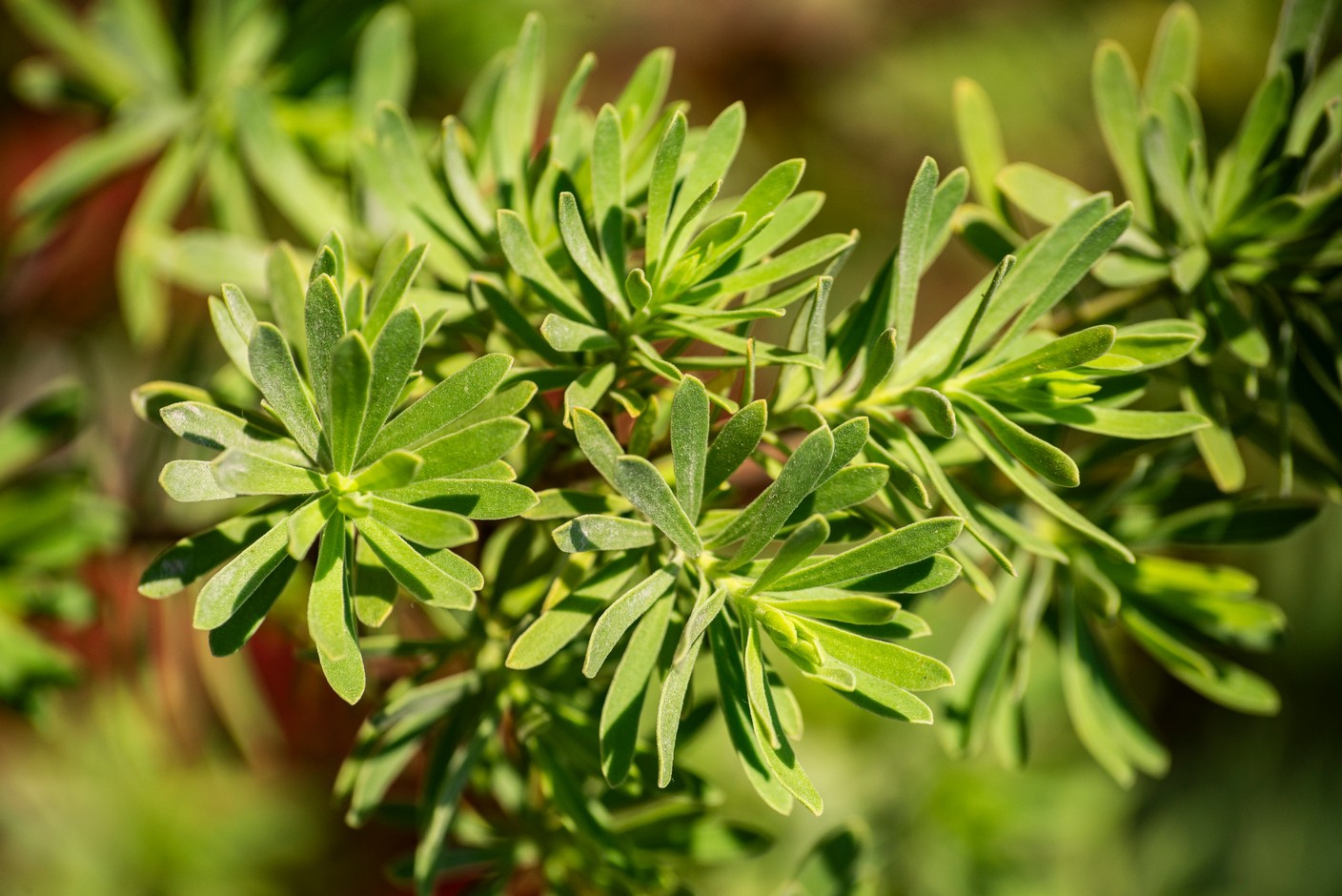 Ocho metros de botánica costera