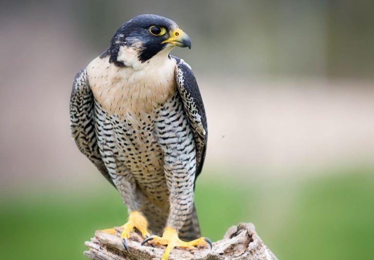 Halcón peregrino