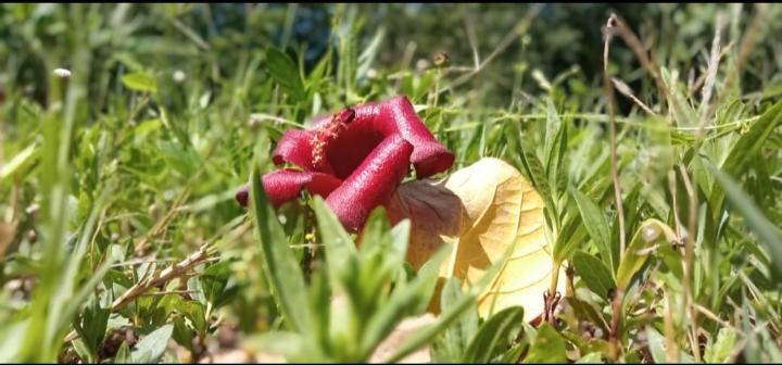 Talleres de verano para soñar